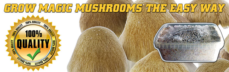grow magic mushroom at home